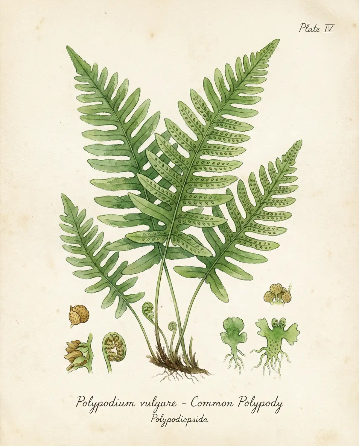 蕨类植物水彩图鉴 - 小宝探花