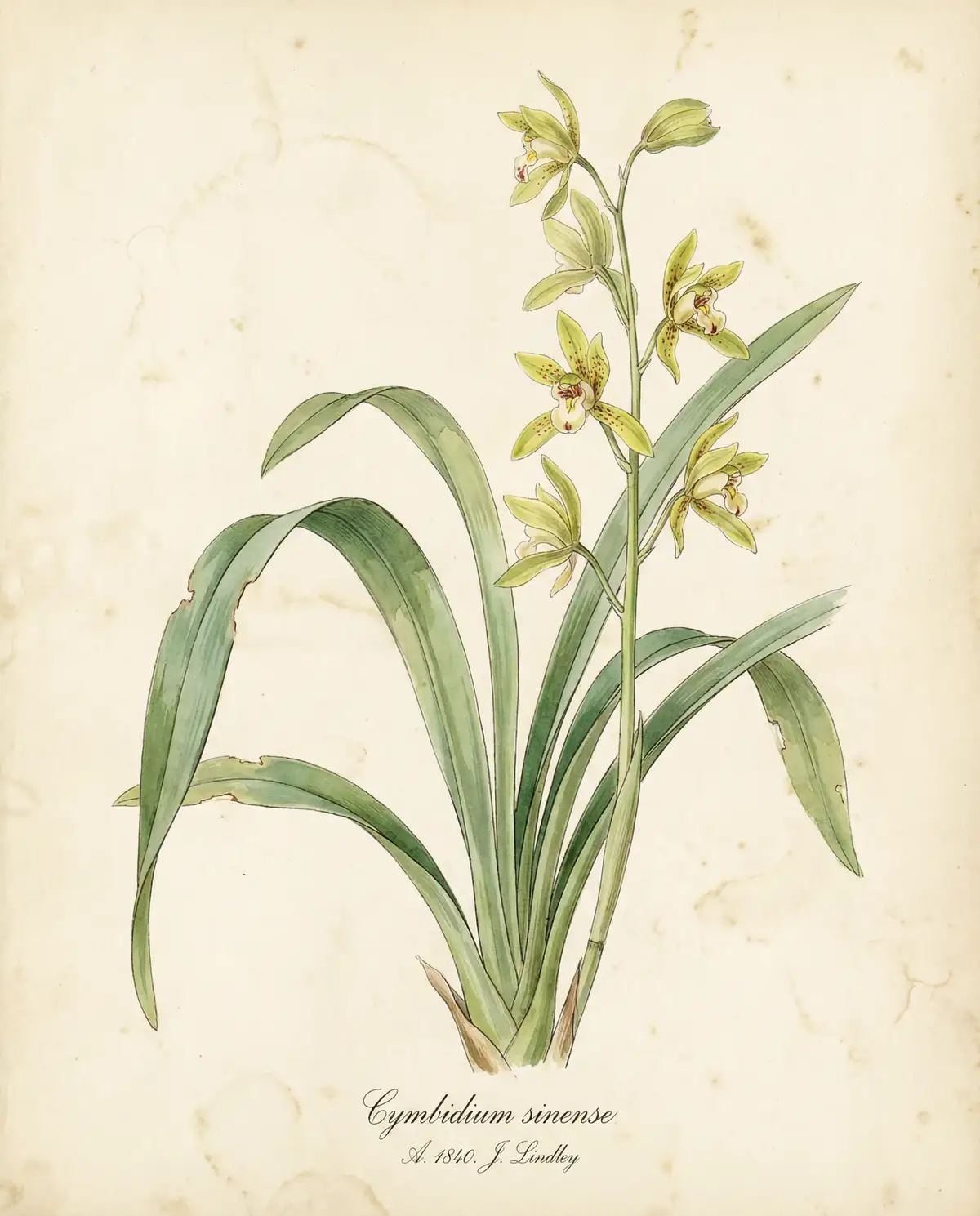 兰花水彩图鉴 - 小宝探花